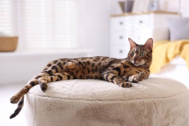 Bengal kedisi içeride pouf üzerinde yatıyor, mesaj için yer var. Güzel hayvan.
