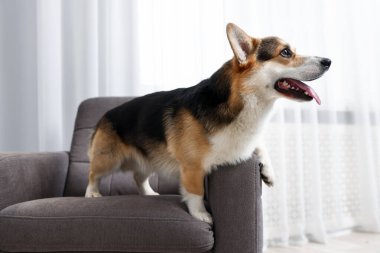 Evdeki koltukta sevimli Galli Corgi.