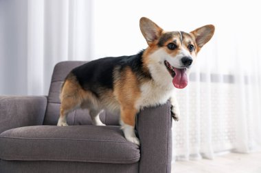 Evdeki koltukta sevimli Galli Corgi.