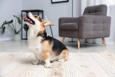 Evde yerde tatlı Galce Corgi, metin için yer