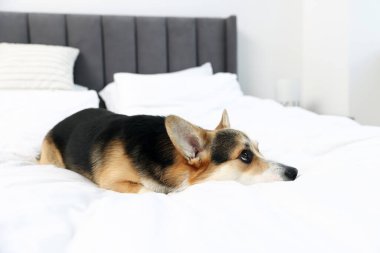 Evdeki yatakta tatlı Galli Corgi.