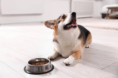 Şirin Galli Corgi evdeki yemek kabının yanında.