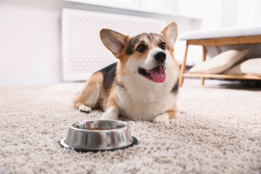 Şirin Galli Corgi evdeki yemek kabının yanında.