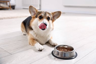 Şirin Galli Corgi evdeki yemek kabının yanında.