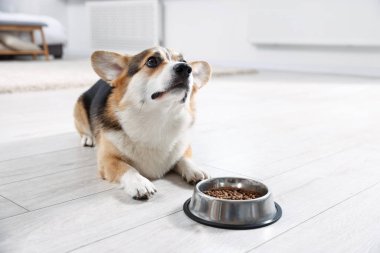 Evde yerde köpek mamasıyla beslenme kabının yanında şirin Galli Corgi, mesaj atmak için yer var.