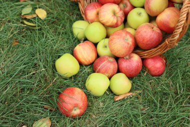 Hasır sepetin içinde taze olgun elmalar ve yeşil çimlerin üzerinde düşmüş yapraklar, manzaranın üstünde.