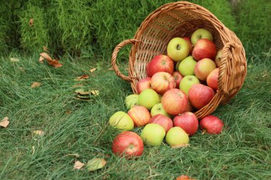 Hasır sepetin içinde taze olgun elmalar ve açık yeşil çimlerin üzerinde düşmüş yapraklar, metin için yer.