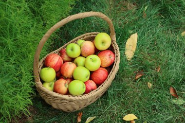Hasır sepetin içinde taze olgun elmalar ve dışarıdaki yeşil çimlerin üzerinde düşmüş yapraklar. Metin için boşluk