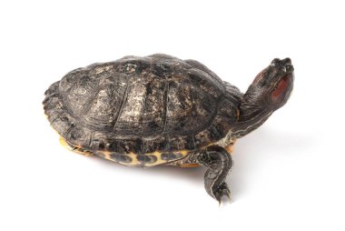 Beyaz zemin üzerinde güzel kaplumbağa (kırmızı kulaklı sürgüleyici)