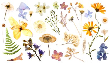 Kurumuş çiçekler ve yapraklar beyaz arka planda, set