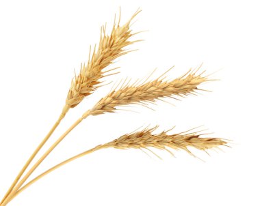 Beyaz arka planda altın buğday başakları