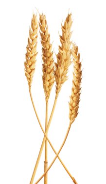 Beyaz arka planda altın buğday başakları
