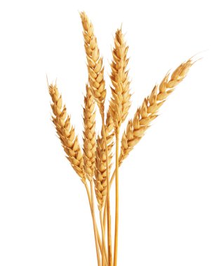 Beyaz arka planda altın buğday başakları