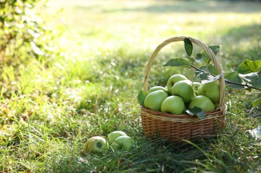 Yeşil çimlerin üzerinde hasır sepetin içinde olgun elmalar. Metin için boşluk