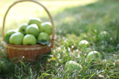 Yeşil çimlerin üzerinde olgun elmalar, seçici bir odak.