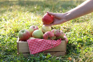 Olgun elmayı açık havada tahta sandığa koyan kadın, yakın plan.