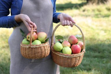 Sepetleri olgun elmalarla dolu hasır sepetli kadın, yakın plan.