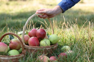 Yeşil çimlerin üzerinde olgun elmalarla dolu sepetlerle dolu sepetli bir kadın, yakın plan.