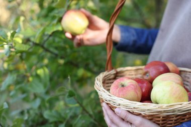 Bahçede hasırdan elma toplayan kadın, yakın plan.