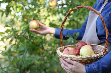 Bahçede hasırdan elma toplayan kadın, yakın plan.