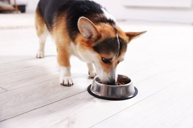 Tatlı Galli Corgi evdeki yemek kasesinden köpek maması yiyor.
