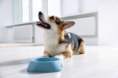 Şirin Galli Corgi evdeki yemek kabının yanında.
