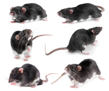 Kabarık tüylü fare beyazda izole edilmiş. Kemirgen hayvan.