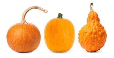 Beyazın üzerinde taze balkabakları var. Sonbahar sebzesi