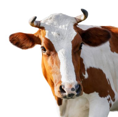 Beyaz tenli şirin inek. Çiftlik hayvanı