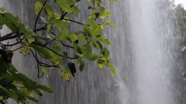 Güzel bir dağ şelalesi ve açık havada yeşil yaprakları olan ağaç dalı. Kamera aşağı ve sağa hareket ediyor