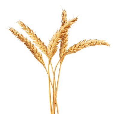Beyaz arka planda altın buğday başakları
