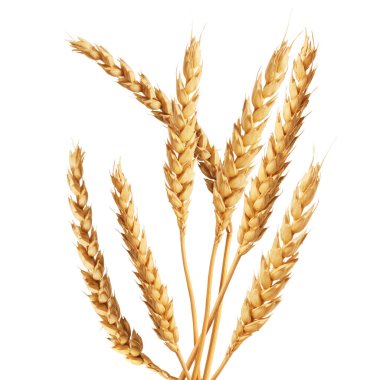 Beyaz arka planda altın buğday başakları