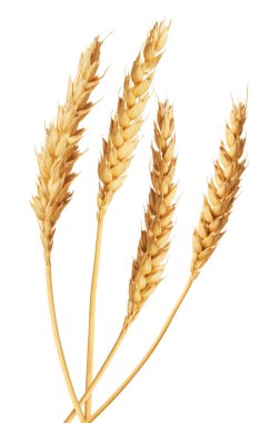 Beyaz arka planda altın buğday başakları