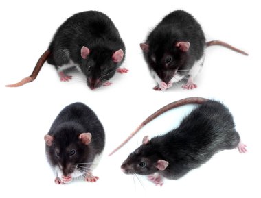 Kabarık tüylü fare beyazda izole edilmiş. Kemirgen hayvan.