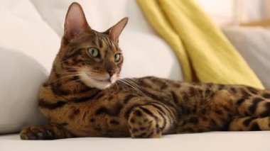 Bengal kedisi kanepede uzanıyor. Güzel hayvan.