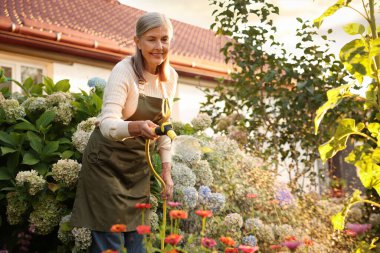 Yaşlı kadın bahçedeki hortumla güzel çiçekleri suluyor.