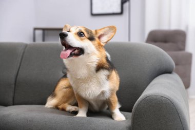 Evdeki kanepede tatlı Galli Corgi.