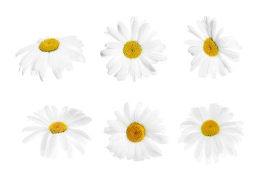 Papatya ya da papatya çiçekleri beyaz sette izole edilmiş.