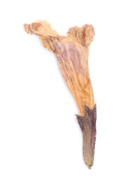 Beautiful dry dead-nettle plant isolated on white, top view