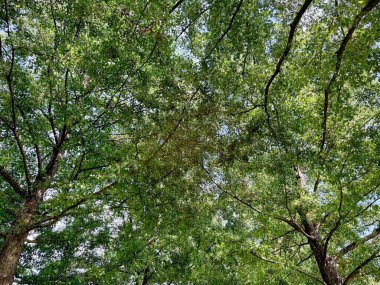 Mavi gökyüzünün altında büyüyen yeşil yaprakları olan güzel bir ağaç.