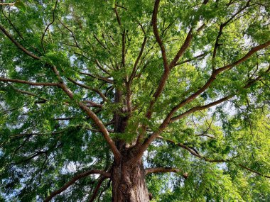 Mavi gökyüzünün altında büyüyen yeşil yaprakları olan güzel bir ağaç.