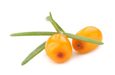 Taze deniz dikenli böğürtlen ve yeşil yapraklı beyaz