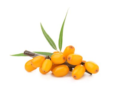 Taze deniz dikenli böğürtlen ve yeşil yapraklı beyaz