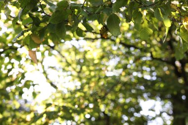 Empty cobweb on tree outdoors, closeup view