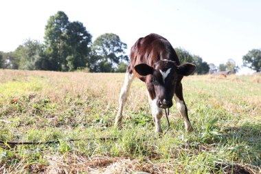 Beautiful calf grazing on grass in countryside