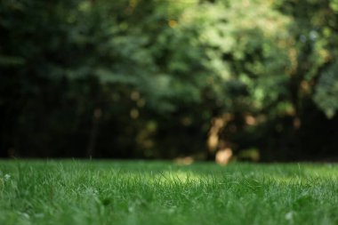 Açık havada yetişen yemyeşil çimenler, seçici odak