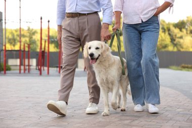 Muhteşem Golden Retriever köpeğiyle gezen yaşlı çift, yakın plan.