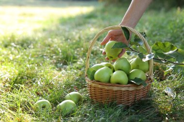 Bahçede olgun elmayı hasır sepete koyan kadın, yakın plan. Metin için boşluk