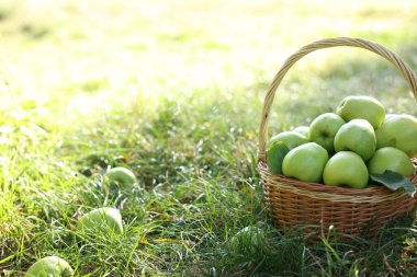 Yeşil çimlerin üzerinde hasır sepetin içinde olgun elmalar. Metin için boşluk