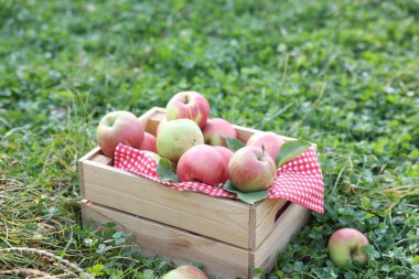 Tahta sandıkta taze olgun elmalar açık havada yeşil çimenlerde.
